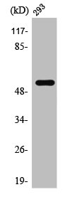 SERINC3 antibody