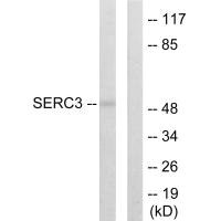 SERINC3 antibody