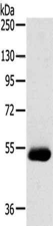 SERINC4 Antibody