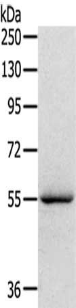 SERINC4 Antibody