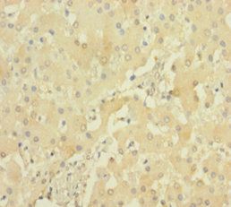 PRSS23 Antibody
