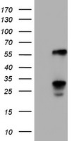 Serine racemase (SRR) antibody