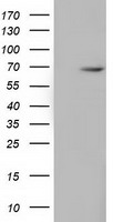 Serine racemase Antibody