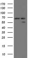 Serine racemase Antibody