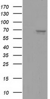 Serine racemase Antibody