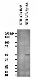 Serine Protease Inhibitor 2A antibody