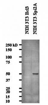 Serine Protease Inhibitor 2A antibody