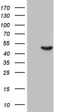 Serotonin N acetyltransferase (AANAT) antibody