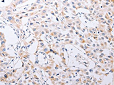 SERP1 antibody