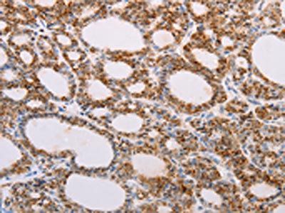 SERP1 Antibody