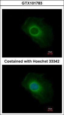 SERP1/2 antibody