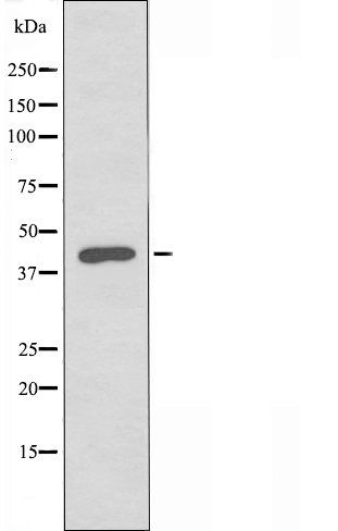 Serpin A5 antibody