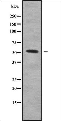 SERPINA10 antibody
