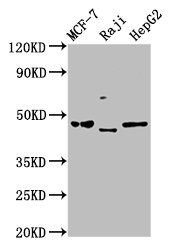 SERPINA11 antibody