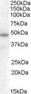 SERPINA12 antibody