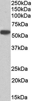 Goat anti-alpha-1-antitrypsin (aa230-241) Antibody
