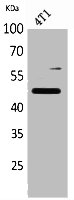 SERPINA3 antibody