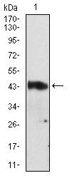 SERPINA3 Antibody