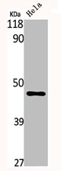 SERPINA5 antibody