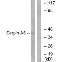 SERPINA5 antibody
