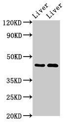 SERPINA5 antibody