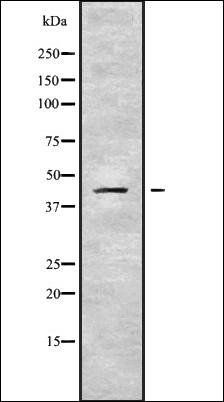 SERPINB10 antibody