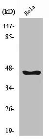 SERPINB12 antibody