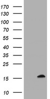 SERPINB2 antibody
