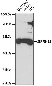SERPINB2 antibody