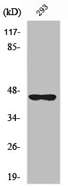 SERPINB4 antibody