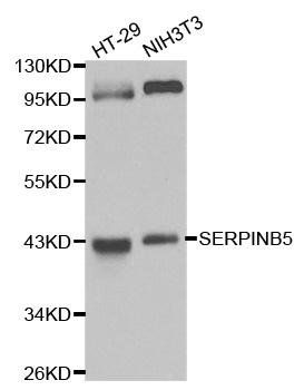 SERPINB5 antibody