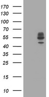 SERPINB6 antibody