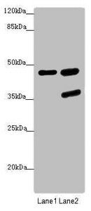 SERPINB6 antibody