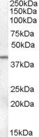 SERPINB6 antibody