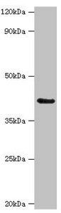 SERPINB9 antibody