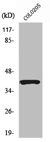 SERPINB9 antibody