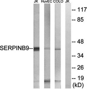 SERPINB9 Antibody