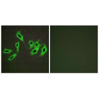 SERPIND1 antibody