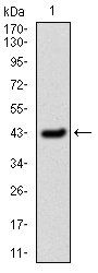 PAI-1 antibody