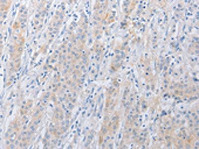 SERPINE2 Antibody