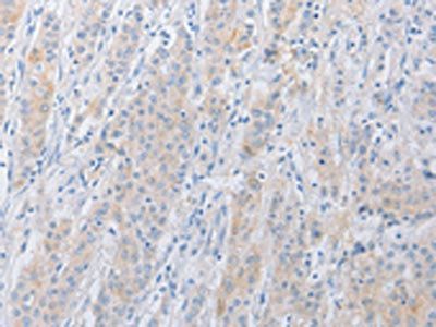 SERPINE2 antibody