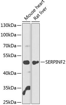 SERPINF2 antibody