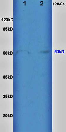 SERPINF2 antibody