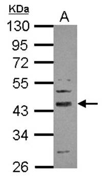 SERPINI2 antibody