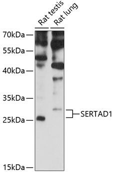 SERTAD1 antibody
