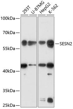SESN2 antibody