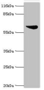 Set1/Ash2 histone methyltransferase complex subunit ASH2 antibody