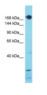 SETD1A antibody