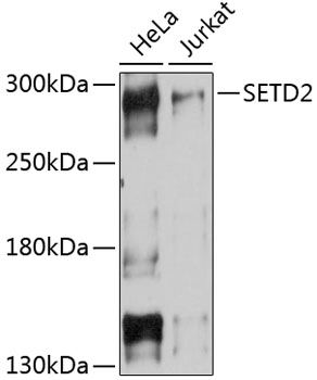 SETD2 antibody
