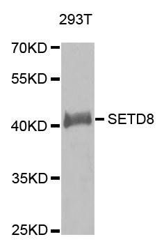 SETD8 antibody